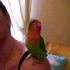 pollon pollon