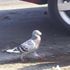 steve pigeon