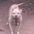 Cruel Intention Kennels