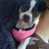 Koda Bella tyberius Larson