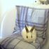 bailey bunny