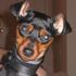 Sammy Wolf