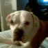 buddy brewer