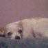 Tiny Mirelez