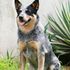 Aussie Cattle Dog