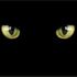 blackcatslc