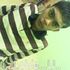 MaN -COol-