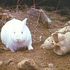 killa bunny rabbit