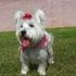 Lady Dawg