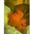 Abdul Razzaq