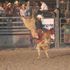 K. O. bucking Bulls