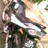 BraDe Jnal