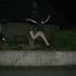 thilo k