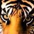 Royal Barbie aka Mrs tigga