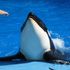 Shouka Killer Whale