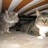Hank and Bella