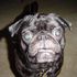 boscoe wells