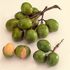 white quenepa