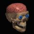SKULL KING SKULL KING