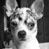 Elvis James