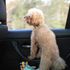 max poodle