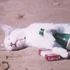 Kat Leverett