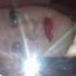 Stephanie Wilson