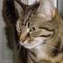 Tiger Lily Felis