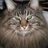 Mr. Kitty