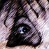 melovision