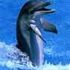 Flipper na