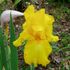 Iris Smale