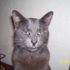 Mitter Bug