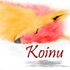 Koinu Bark