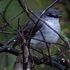 Brenda White Robin