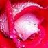 rose chivers