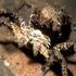 Shelob Shelob