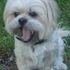 Bailey Bear