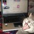 Lucy Cat