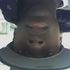 justin taylor