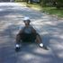 Tekel Wiggins