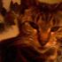 Shelby Cat