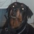 fido joseph