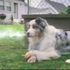 Smoking Dog