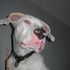Ares Reaves