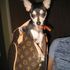 Draco Haddad Powers