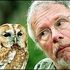 debbie owl