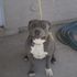Baloo ROd