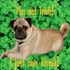 AJ hoosier hug Pug