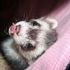 Ferguson J. Ferret